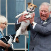Dogs Fit for a Queen
