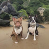 Tweed vs Poly Cotton Dog Collars:  A Sustainable Choice for Your Furry Friend