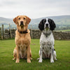 Leather vs. Tweed Dog Collars UK: Which is Best for Your Hound?
