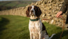 Luxury Dog Collars UK: A Guide to Timeless Style for Your Hound