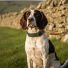 Luxury Dog Collars UK: A Guide to Timeless Style for Your Hound
