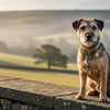 Tweed Dog Collars: A Guide to Choosing Timeless British Style for Your Hound