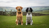 Leather vs. Tweed Dog Collars UK: Which is Best for Your Hound?