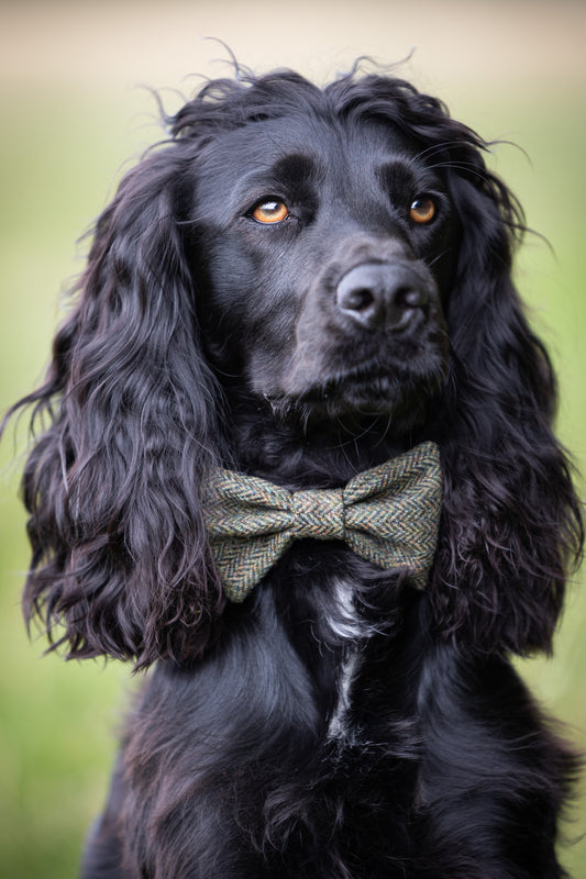 Tweed Dog Collar - Moss Green Herringbone