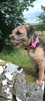Dog standing on a stone wall with a pink collar, surrounded by greenery and trees.