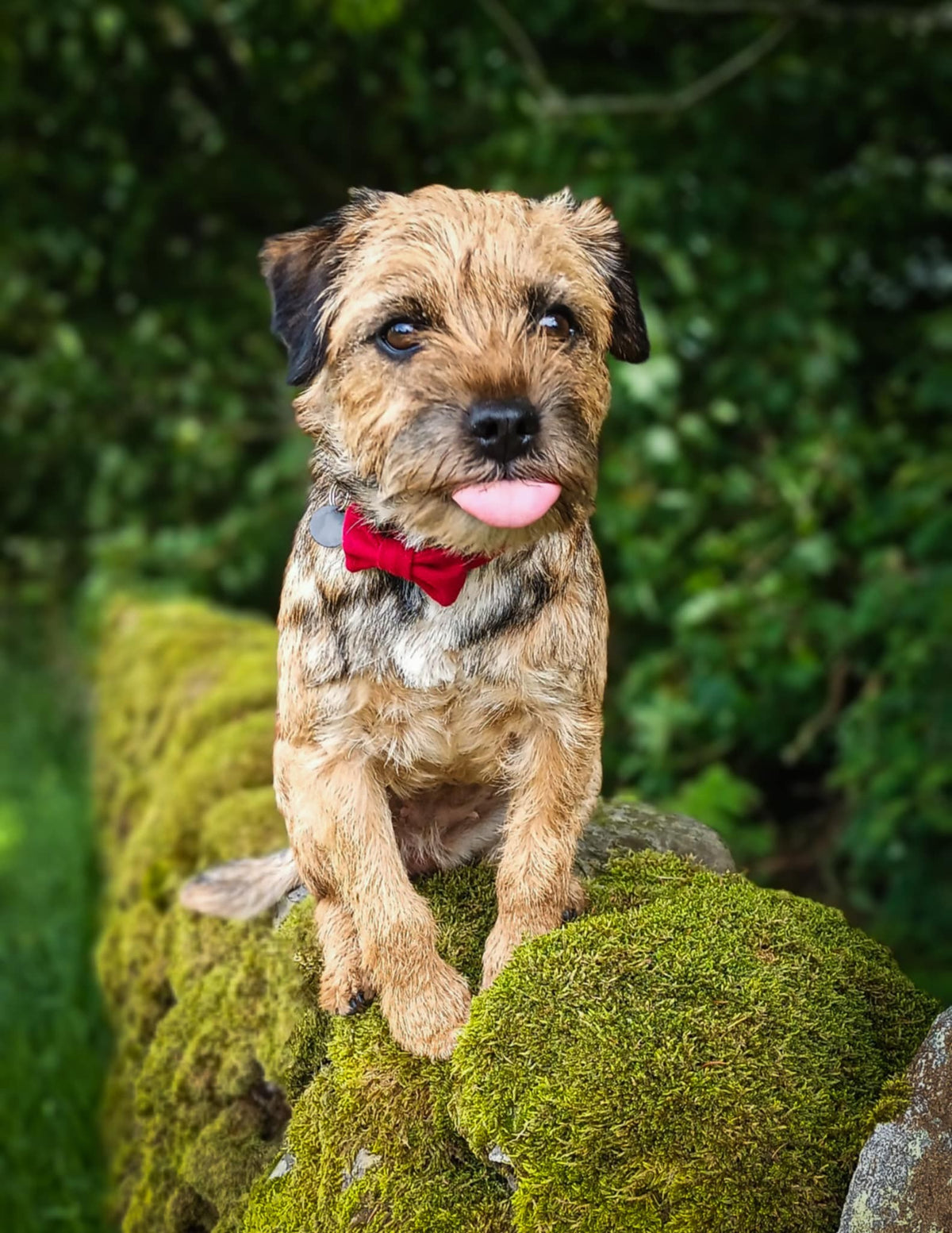 Red Tweed Dog Bow Tie