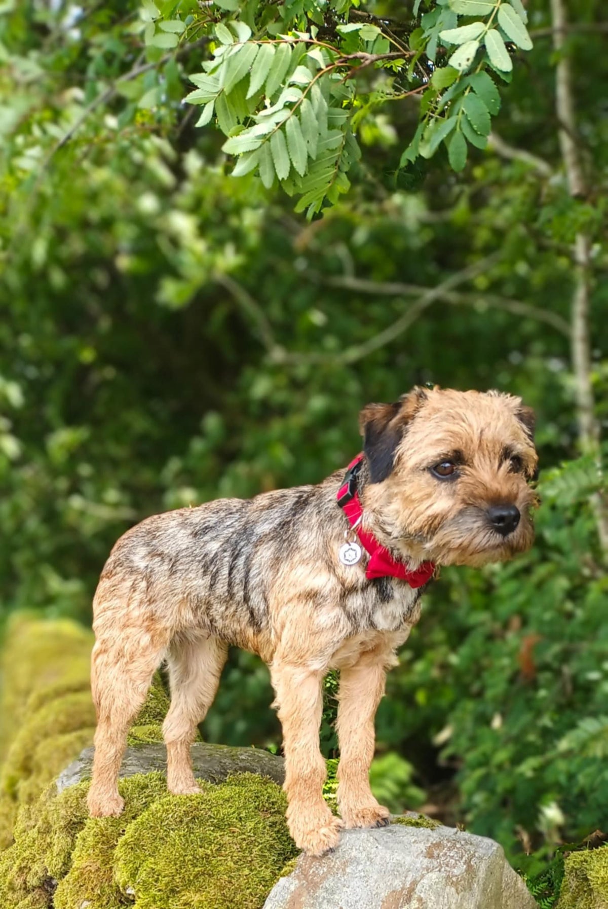 Red Tweed Dog Bow Tie