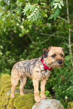 Red Tweed Dog Bow Tie