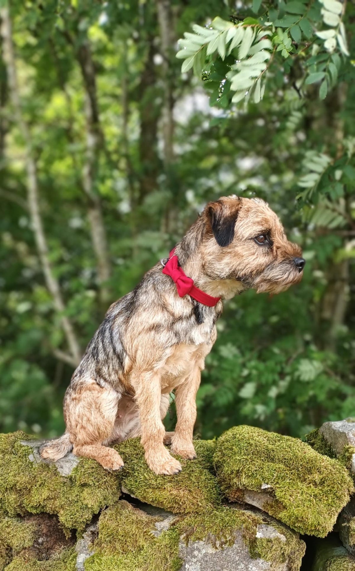 Red Tweed Dog Bow Tie