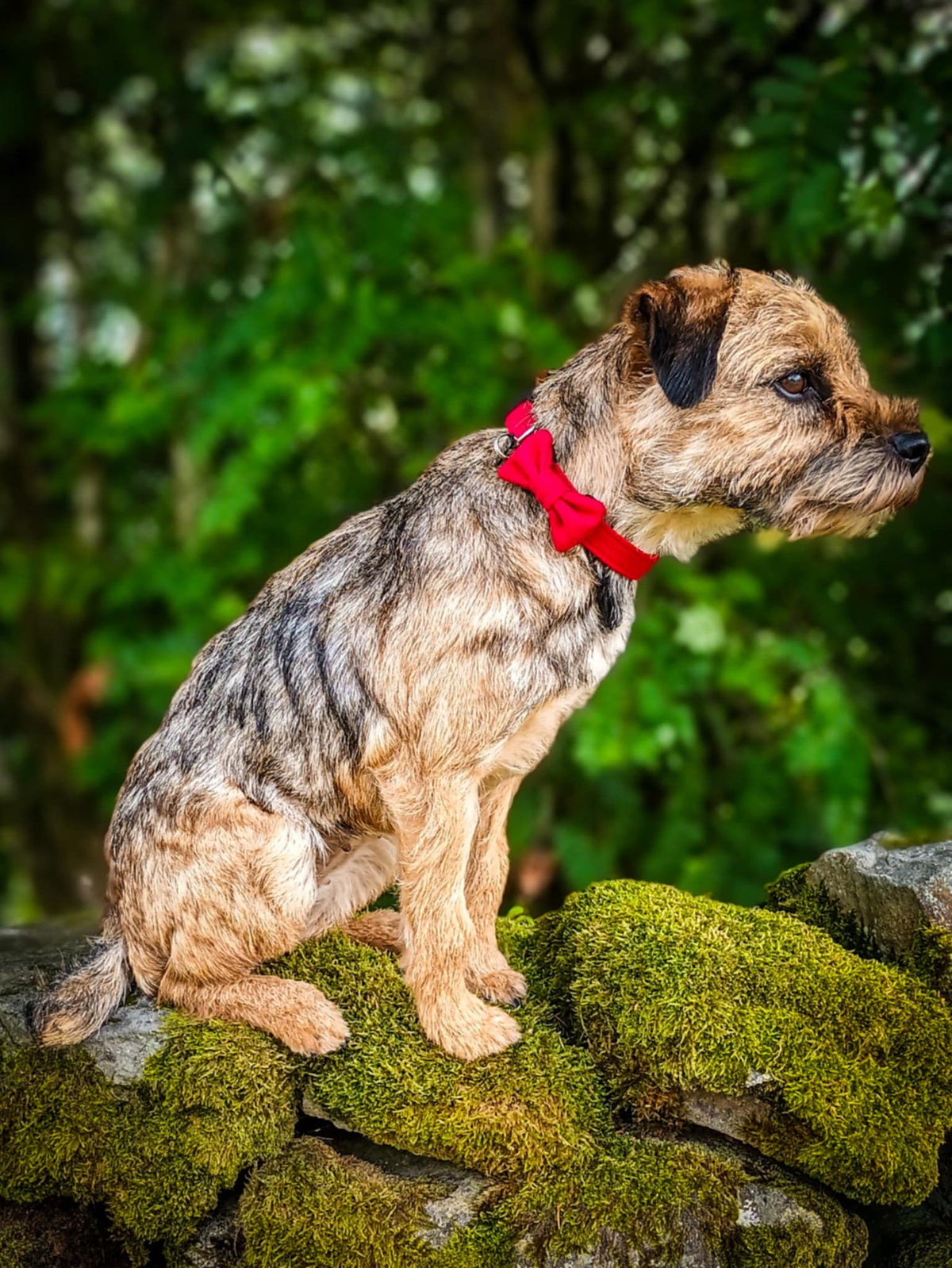 Red Tweed Dog Bow Tie