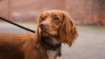 Red Tweed Dog Bow Tie