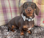 Dachshund wearing a bow tie standing on a carpeted floor with a plaid couch in the background.