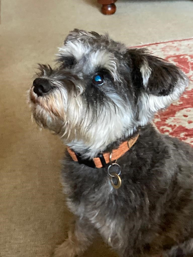 Tweed Dog Collar - Plain Orange