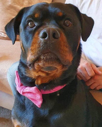 Tweed Dog Collar - Pink Herringbone